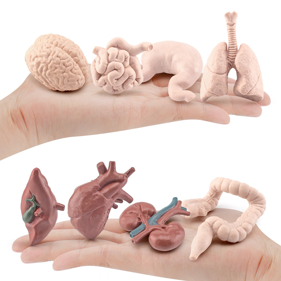 Órganos Humanos Realistas del  - Kids Education System reseña y precio